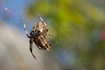 Cross spider int the web eating it' victim