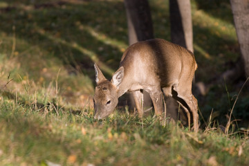 Roe deer in the forest