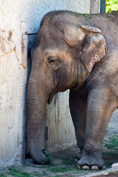 Sad Elephant