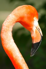 Obrazy  Głowa flaminga