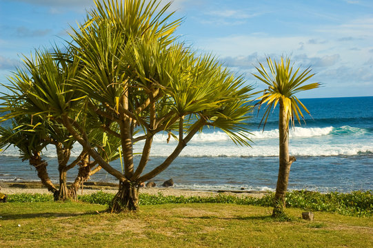 vacoa au cap m&eacute;chant
