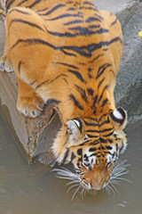 Thirsty tiger  is drinking water.