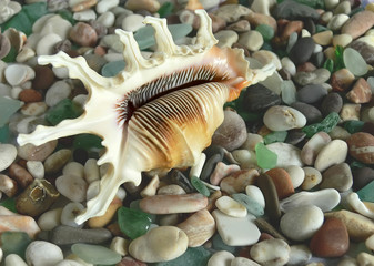 interesting sea shell on pebble background