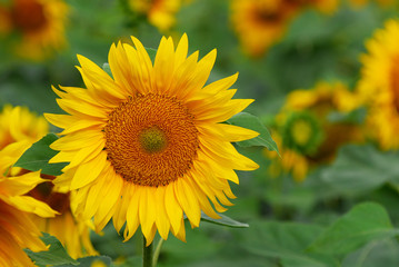 Bright yellow sunflower close up on a background field