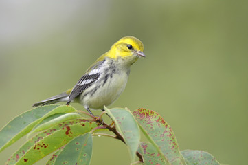 Black-throated Green Warbler (Dendroica virens)