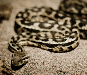 snake resting in the hot sand