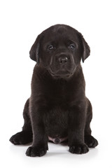 Labrador Retriever puppy on white