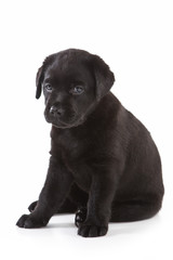 Labrador Retriever puppy on white