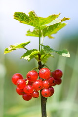 Ripe red currant cluster and leaves [Ribes rubrum]