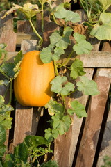 Big orange pumpkin on fence