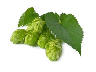 Hopfen