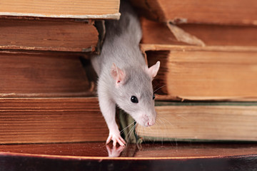 rat  in library,focus on a head
