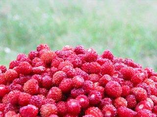 Mature wild strawberry close up