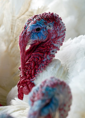 close up of a colorful turkey