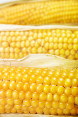 Freshly harvested corn closeup