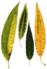 autumn willow leaves on white background