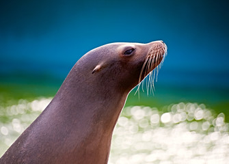 Fototapeta premium A sea lion back lit