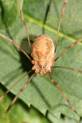 spider on the green leaf, macro closeup