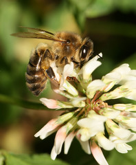 wasp on the flower, looking for food