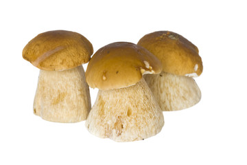 It is a lot of ceps on a white background