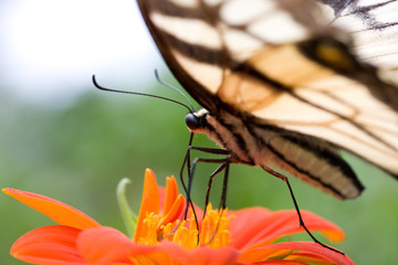 butterfly on an orange flower