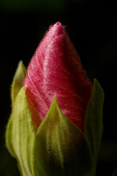 Fototapeta closeup of red bud on black background