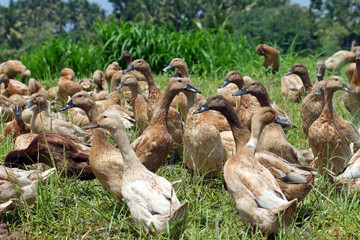 Troupeau de canards dans les rizières à Bali