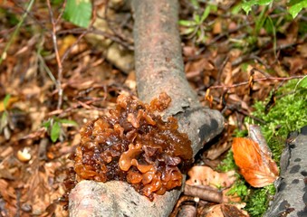 Gallertpilz