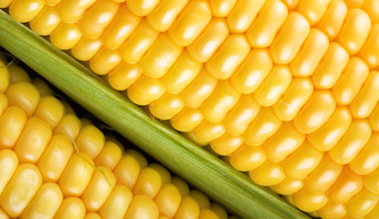 Texture of corn closeup