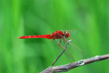 Libellule rouge