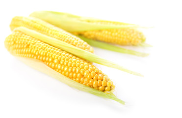 Corn isolated on the white