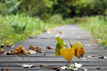 Pathway in the Fall
