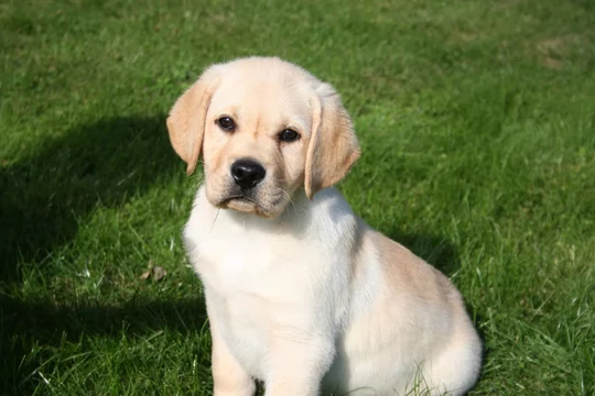 Chiot Labrador Sable Stock Photo Adobe Stock Chiot Labrador Sable Stock Photo Adobe Stock