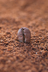 Kaffebohne im Kaffeemehl
