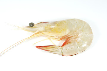 Prawn Raw and Isolated on a white background
