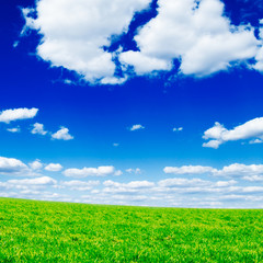 green field and the blue sky