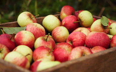 apple