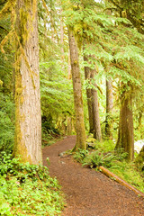 A winding path through the evergreen trees