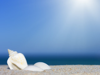 Three seashells on the tropical beach.