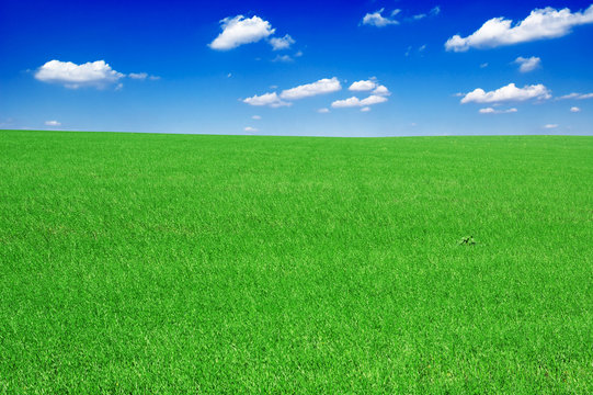 green field and the blue sky