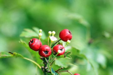 Vogelbeeren