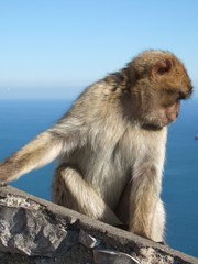 Berberaffe auf Gibraltar
