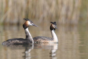 Grèbe huppé