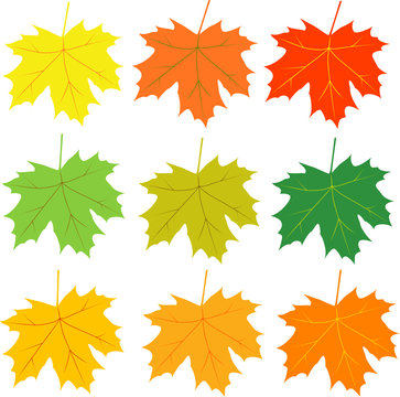 maple leaves different autumn colors