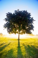 Lonley tree in bright sunshine