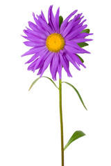 fresh purple aster, isolated on white
