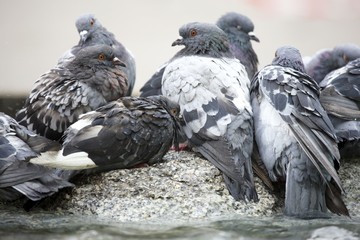 Pigeons