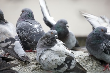 Fototapeta premium Pigeons
