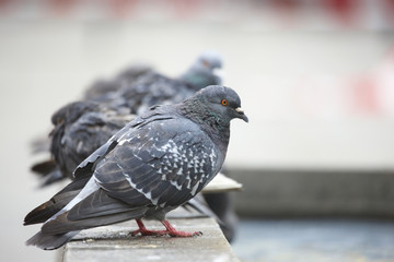 Pigeons