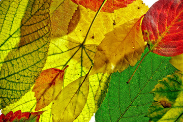 Background from colorful fallen leaves